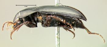 Media type: image;   Entomology 5679 Aspect: habitus lateral view
